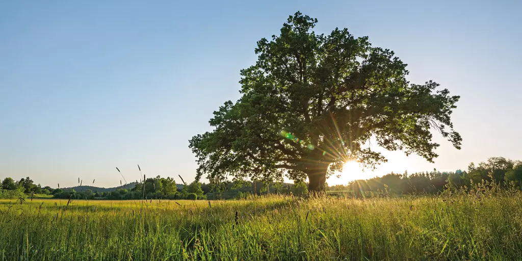 header_schwabe_de_start_3840x1280