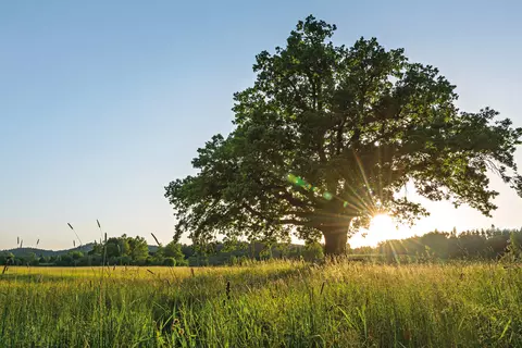 header_schwabe_de_start_3840x1280