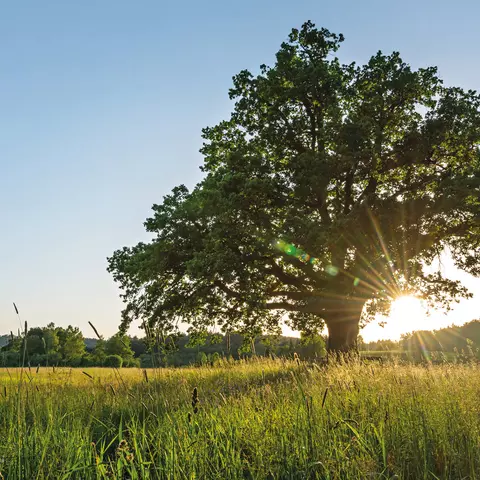 header_schwabe_de_start_3840x1280