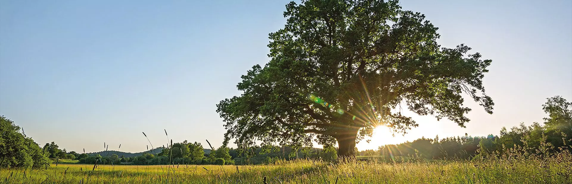 Arbol en medio del campo